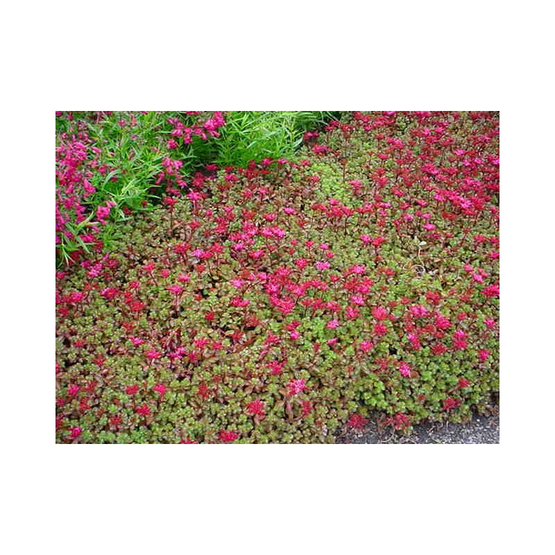 Sedum Fuldaglut 