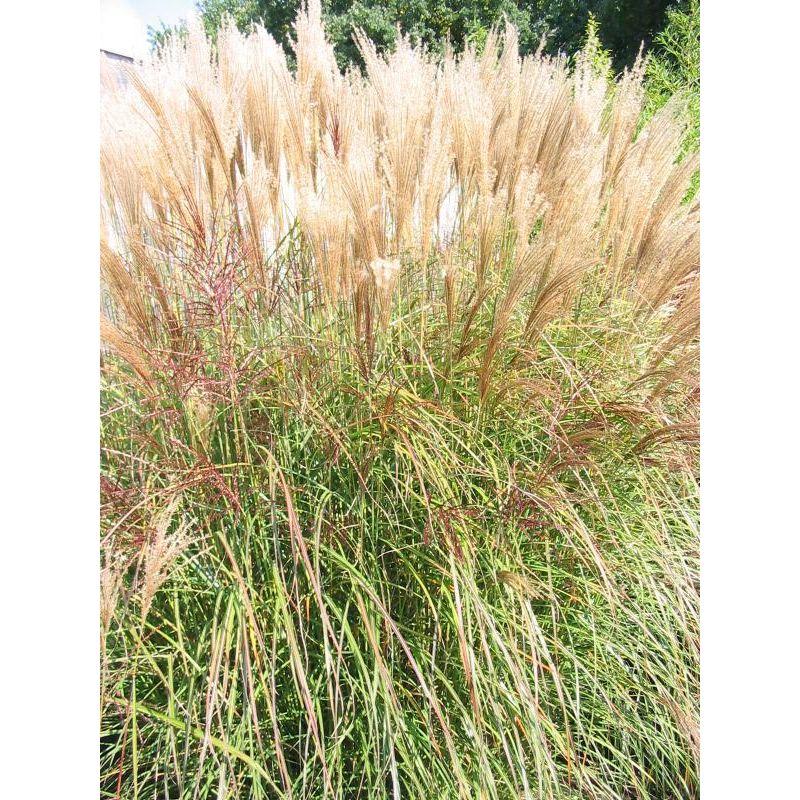 Miscanthus Silberspinne 