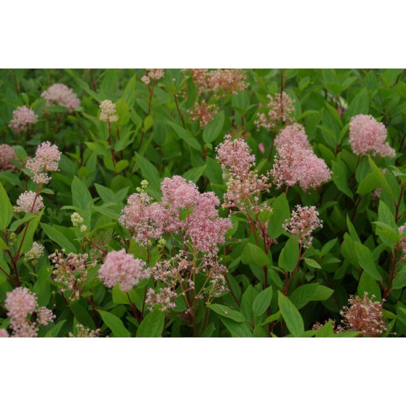 Ceanothus Marie Simon