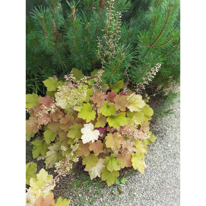Heuchera Marmalade 