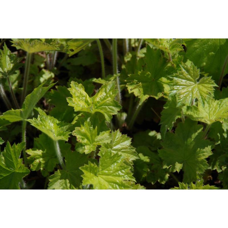 Heuchera villosa macrorrhiza 