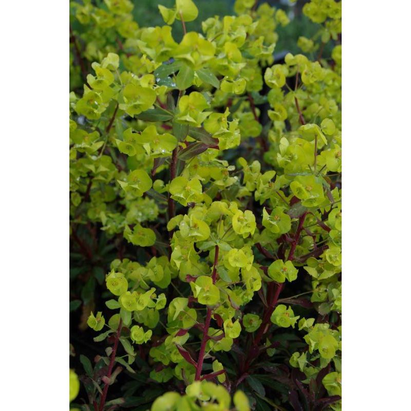 Euphorbia Purpurea
