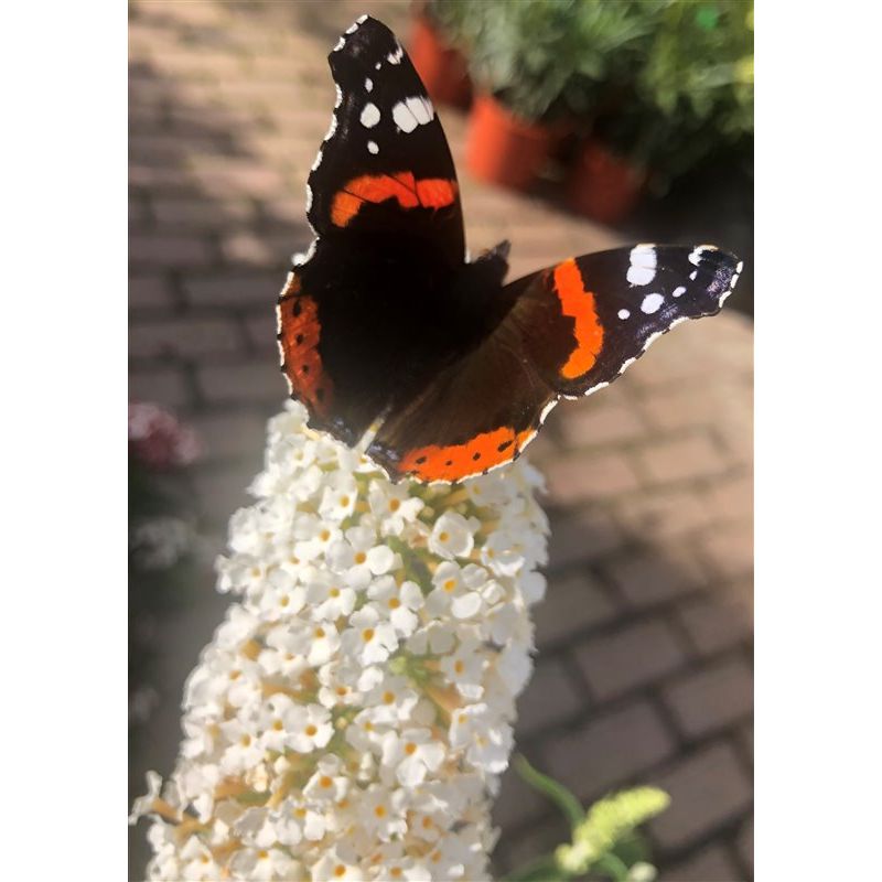 Buddleja White Profusion