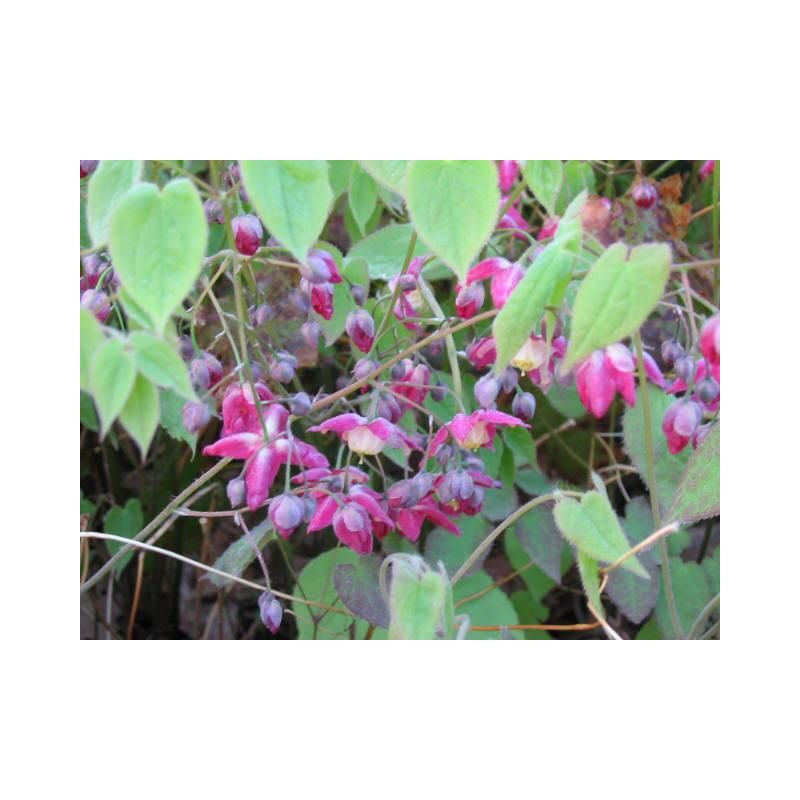 Epimedium rubrum