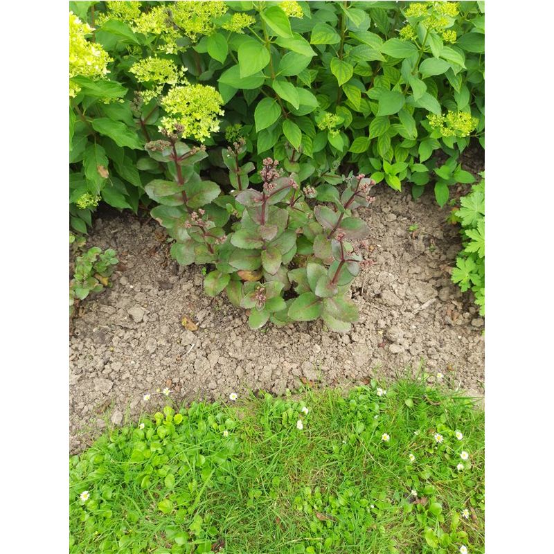 Sedum Matrona - biologisch