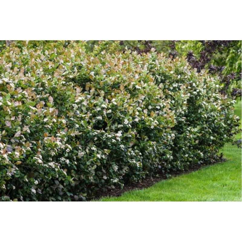 Aronia melanocarpa 