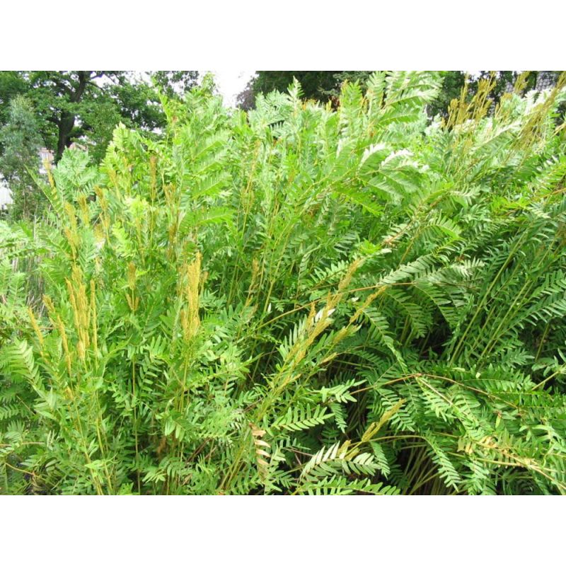 Osmunda Purpurascens 
