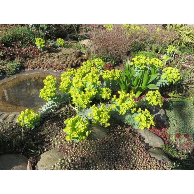 Euphorbia myrsinites
