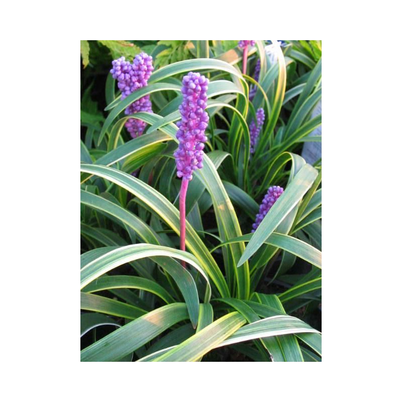 Liriope Gold Banded