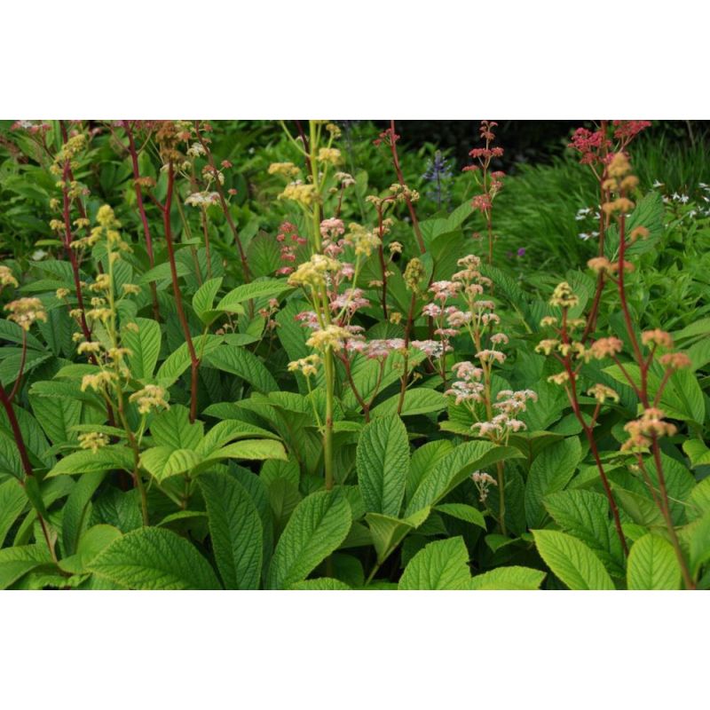 Rodgersia henrici 