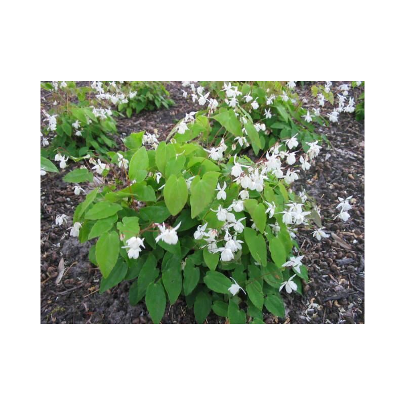 Epimedium Niveum 