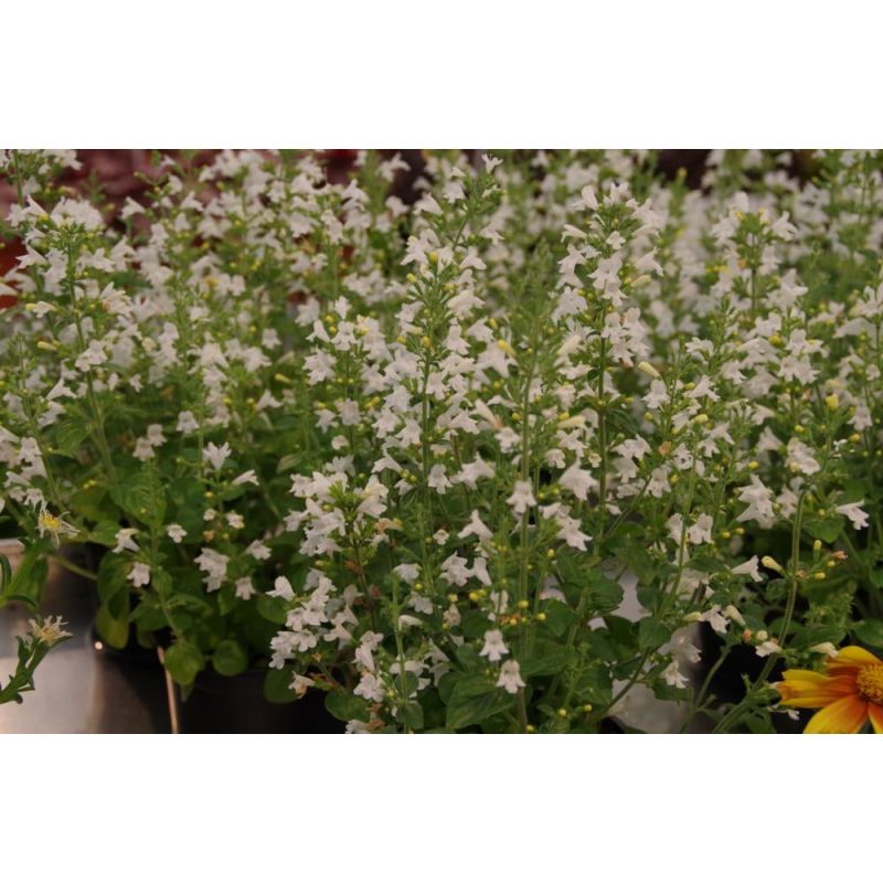 Calamintha Marvelette White