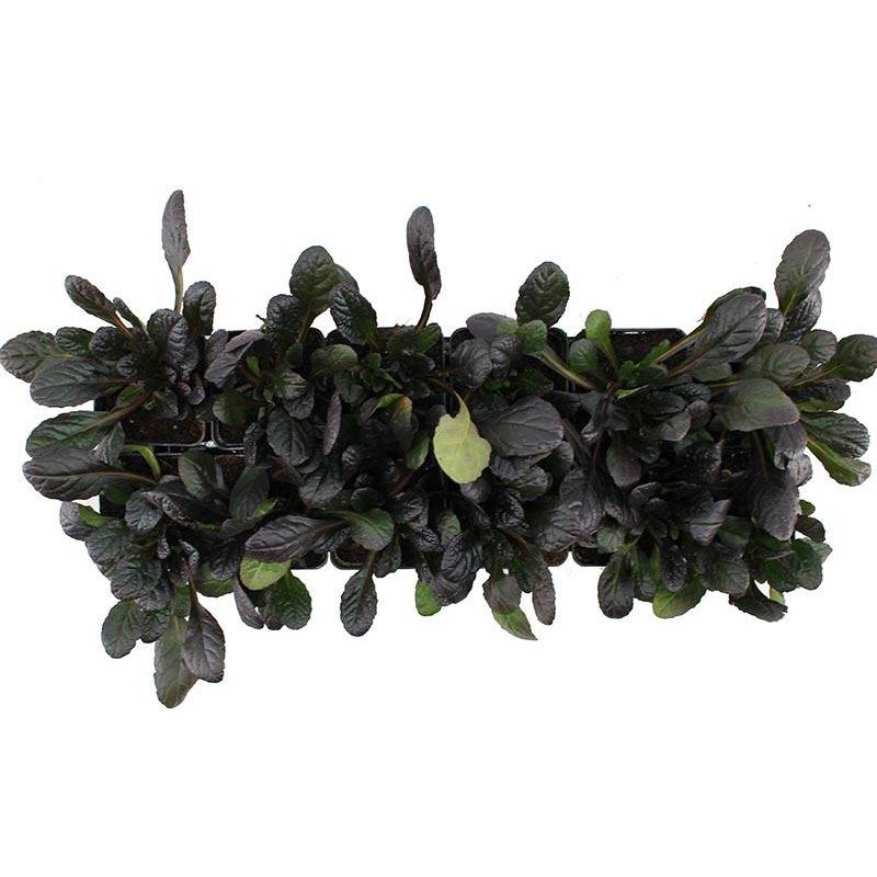 Ajuga Atropurpurea