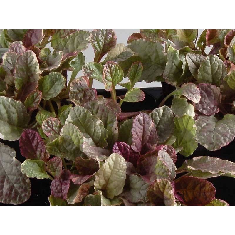 Ajuga Burgundy Glow