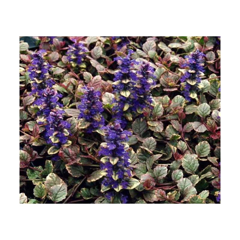 Ajuga Burgundy Glow