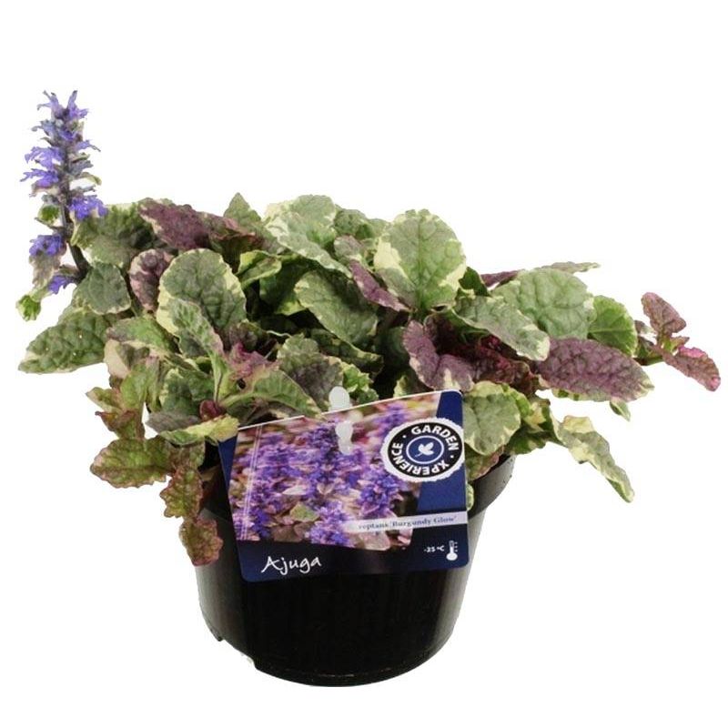 Ajuga Burgundy Glow