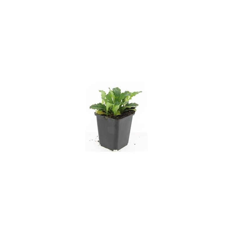 Ajuga reptans 