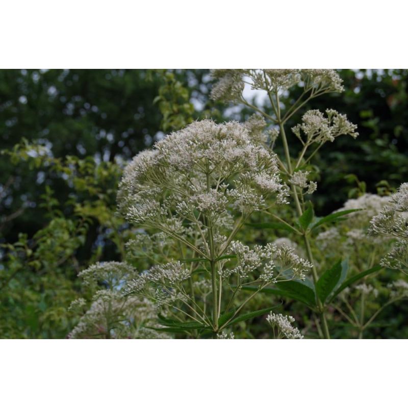 Eupatorium Album 