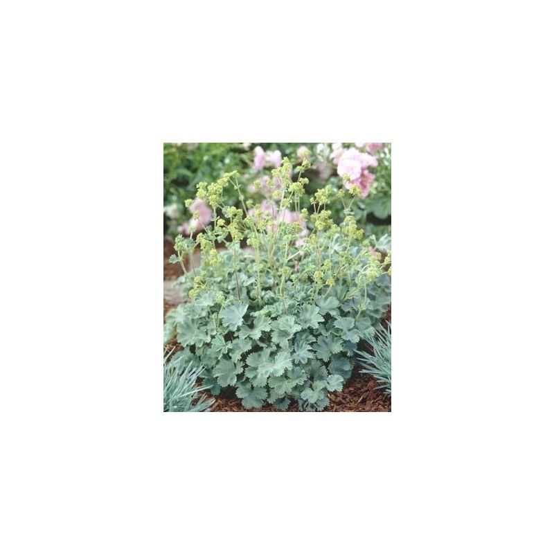 Alchemilla erythropoda - biologisch