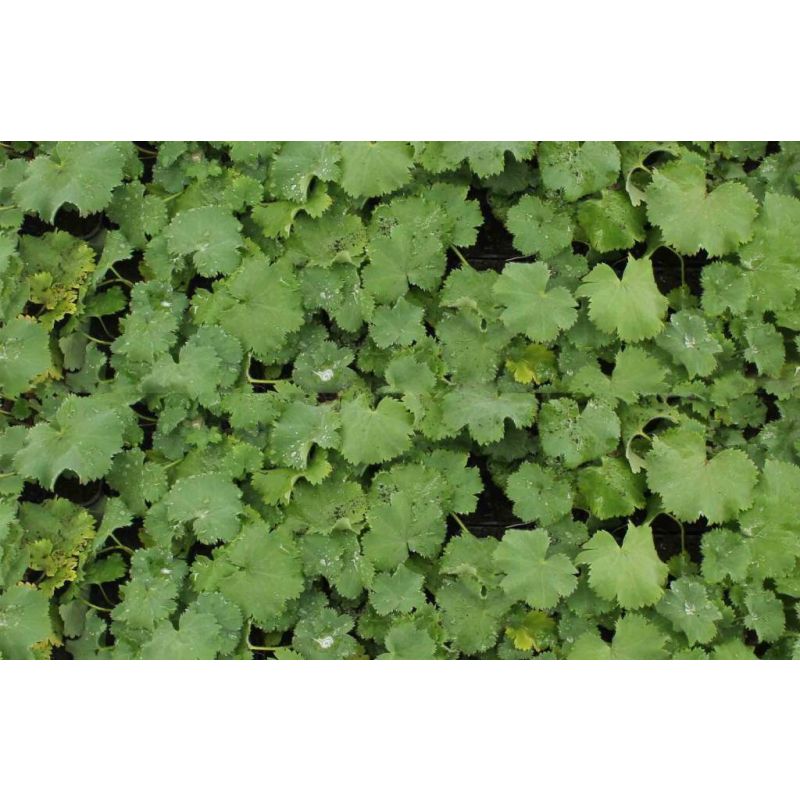 Alchemilla mollis - biologisch