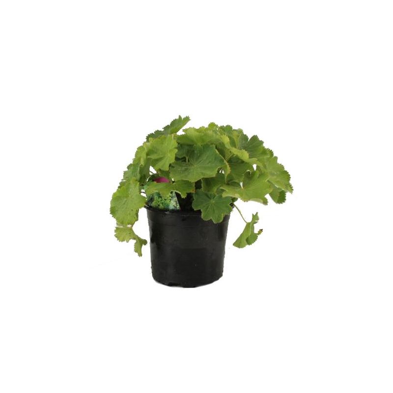 Alchemilla mollis 