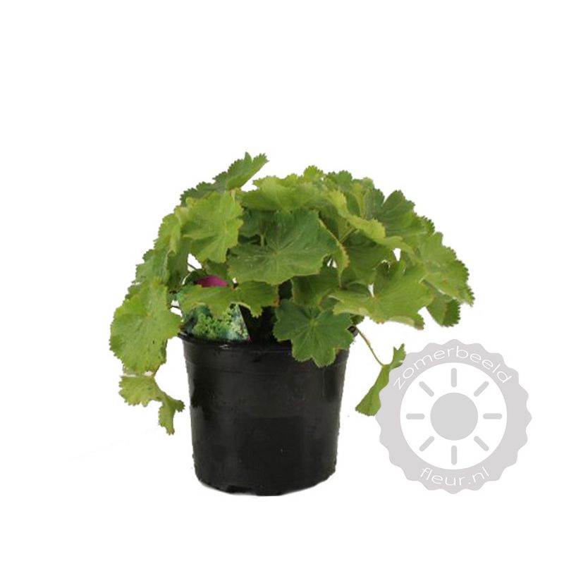Alchemilla mollis 