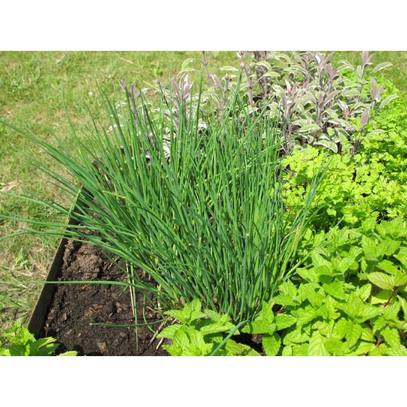 Allium schoenoprasum