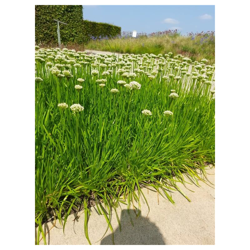 Allium senescens