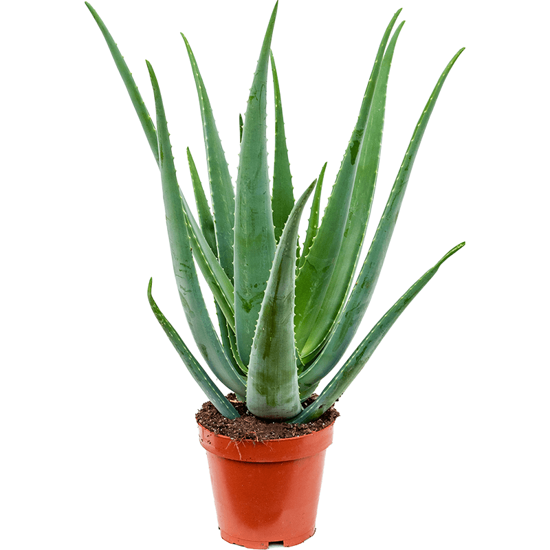 aloe vera pflanze für haut Aloe Vera „Alfonso“ – Aloe-Vera-Pflanze in Gärtnerqualität kaufen
