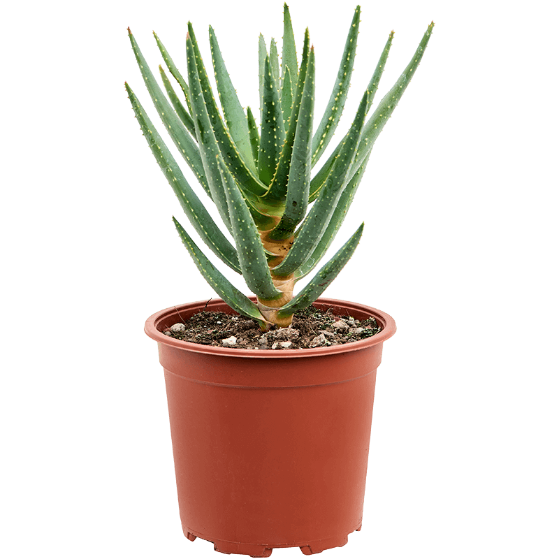 Aloë dichotoma