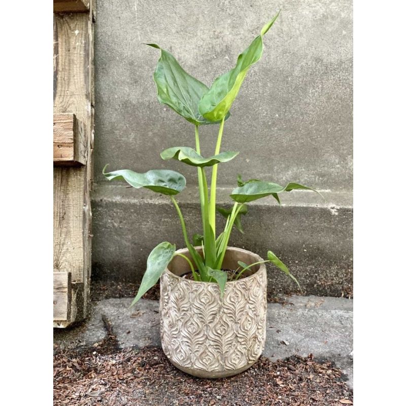 Alocasia cucullata multi stam