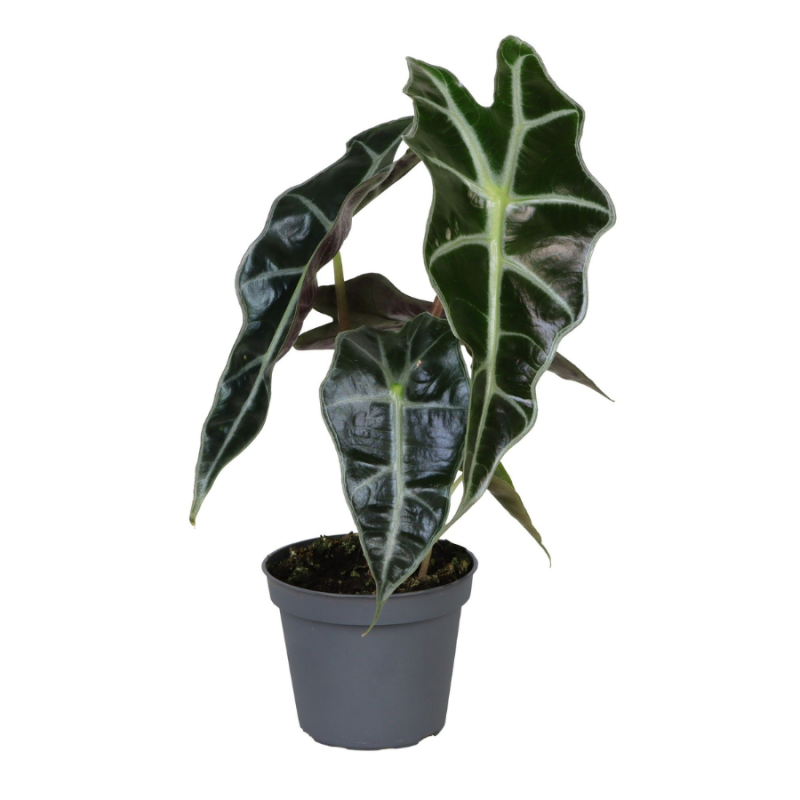 Alocasia Amazonica