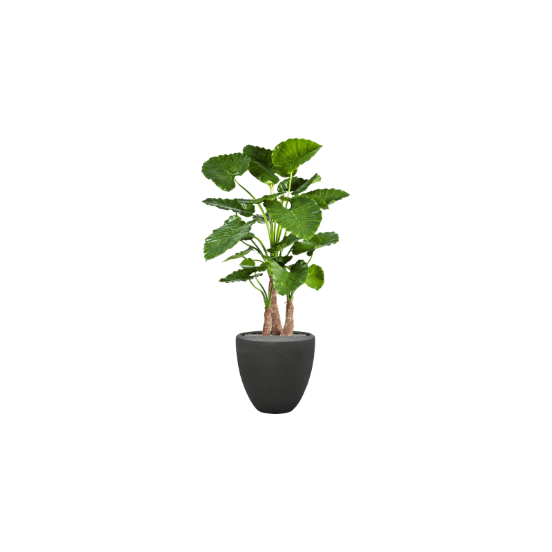 Alocasia Calidora in Polystone Couple Zwart - kunstplant