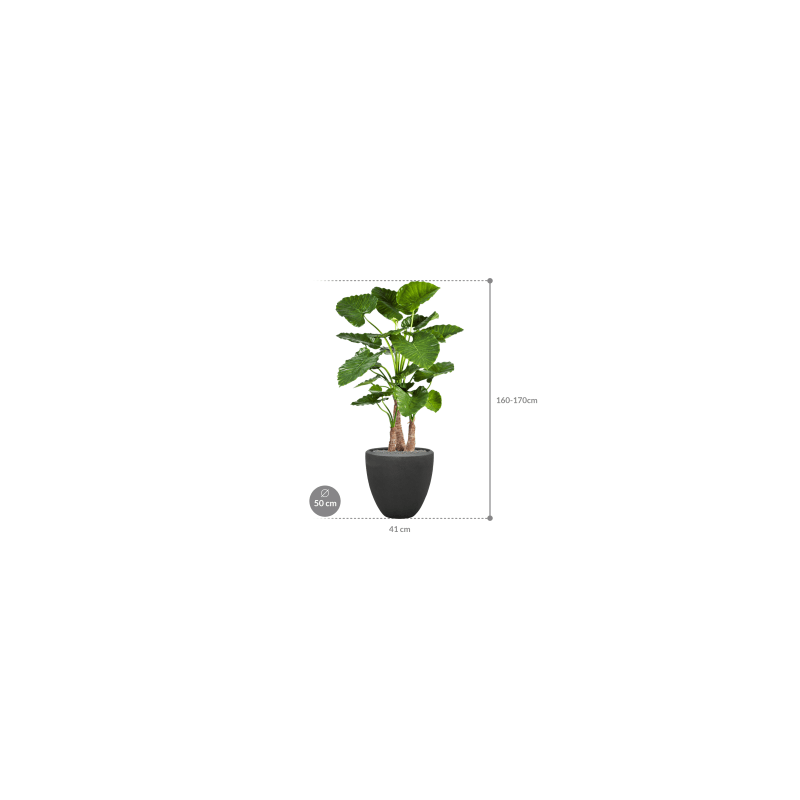 Alocasia Calidora in Polystone Couple Zwart - kunstplant