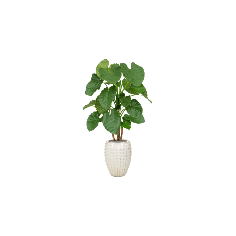 Alocasia in Laos Emperor Wit - kunstplant