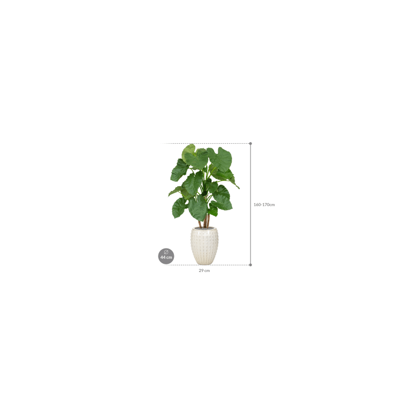 Alocasia in Laos Emperor Wit - kunstplant
