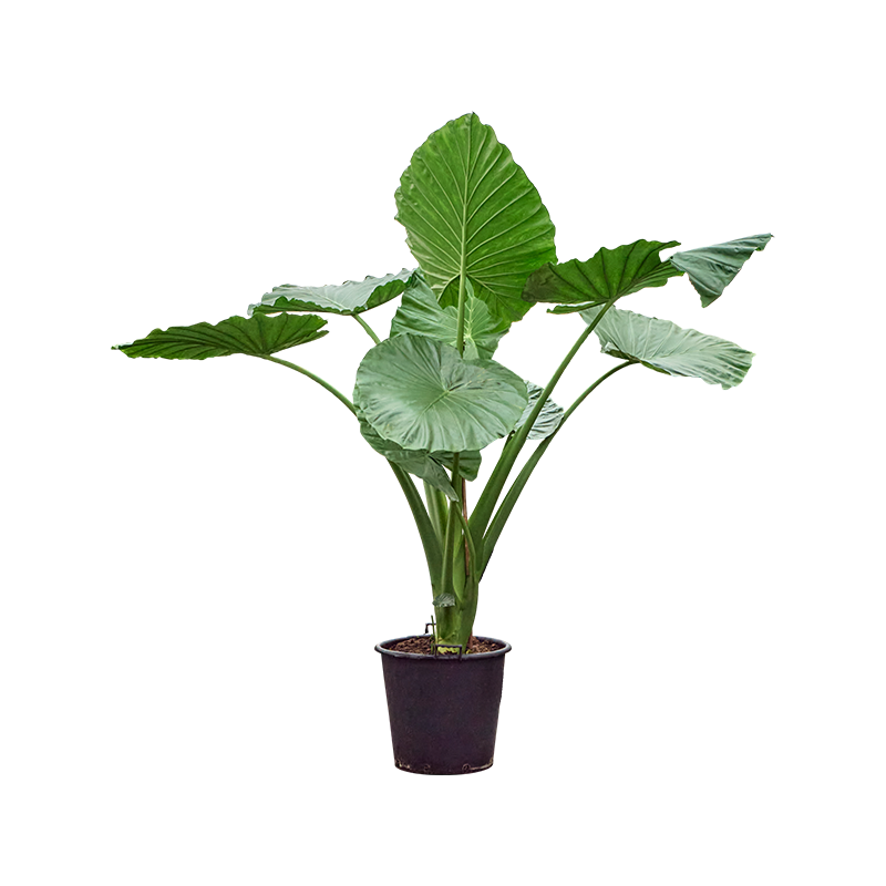 Alocasia macrorrhiza