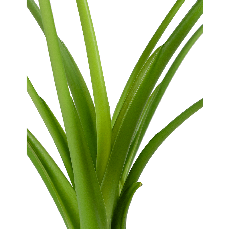 Alocasia macrorrhiza