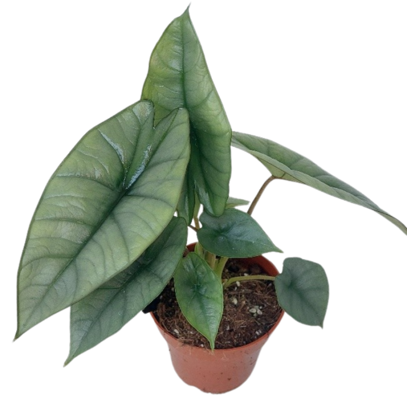 Alocasia Platinum