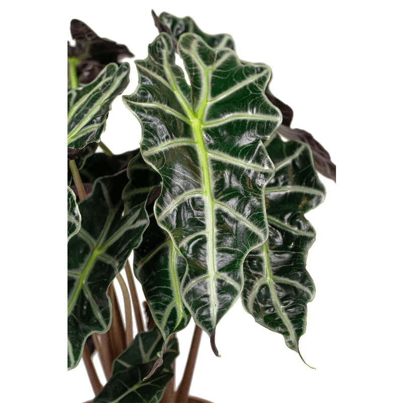  Alocasia 'Polly' in Terra Cotta