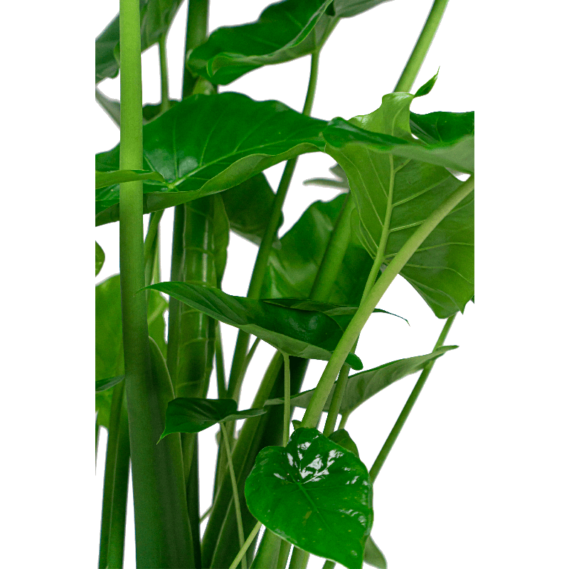 Alocasia 'Portodora' in Cylinder