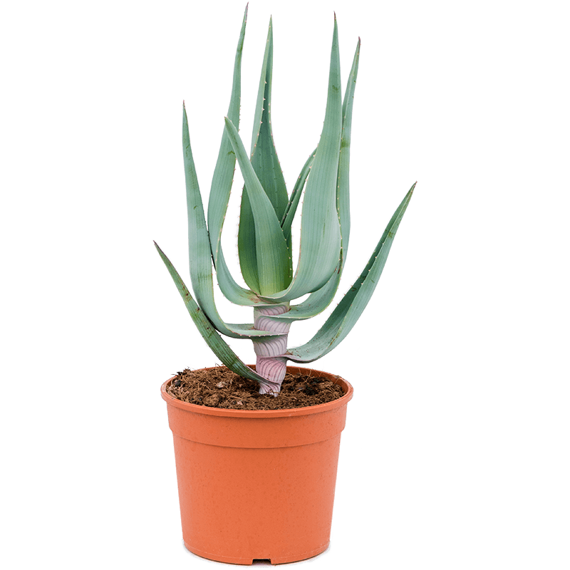 Aloë comosa