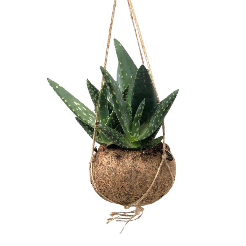 Aloe paradisicum in Kokodama