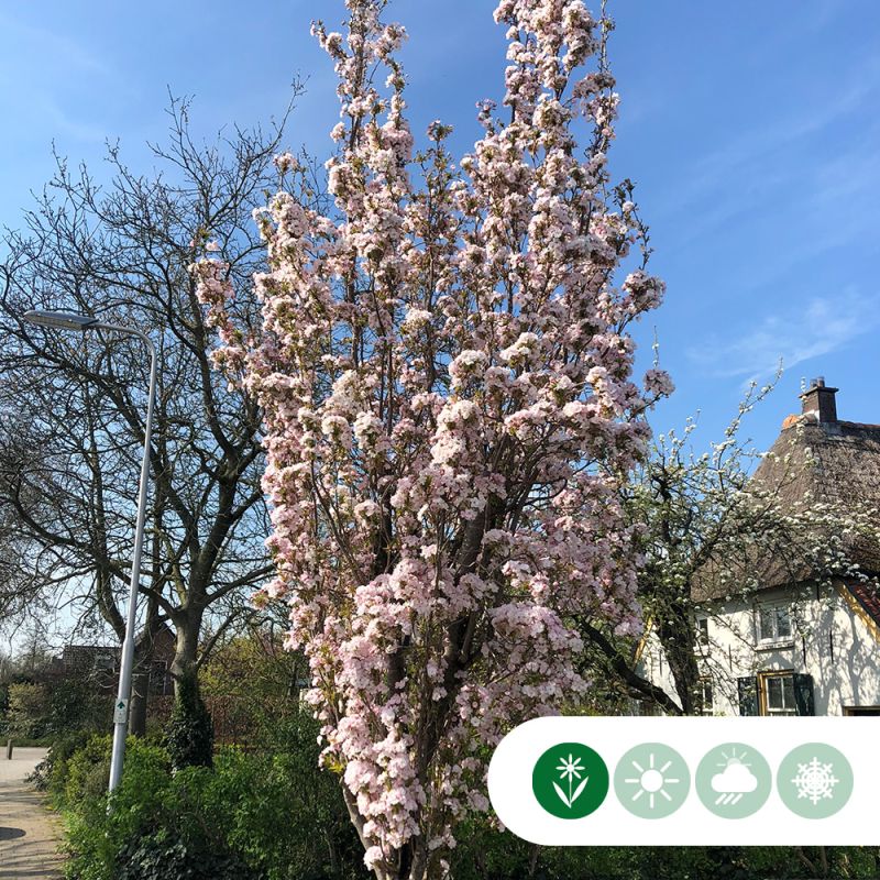 Prunus Amanogawa