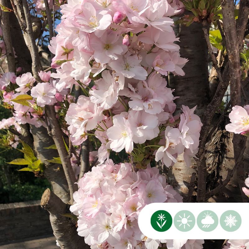 Prunus Amanogawa