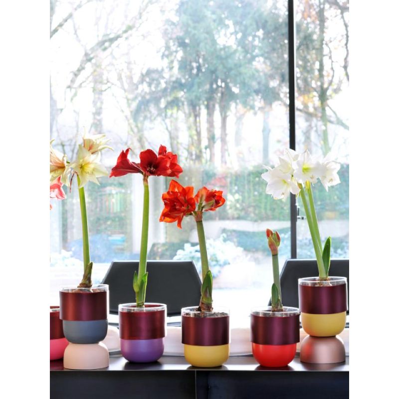 Amaryllis Bol Botanical Varen