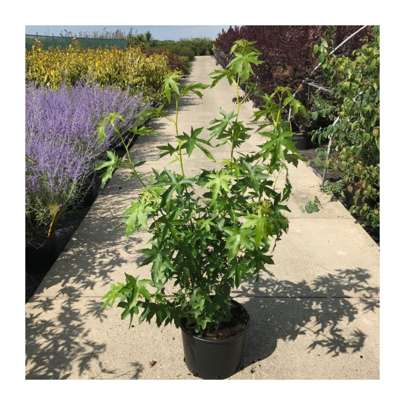 Liquidambar styraciflua - solitair