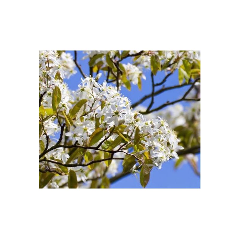 Amelanchier Robin Hill