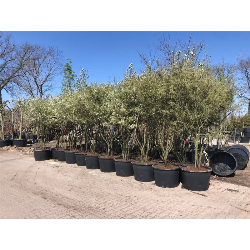 Amelanchier lamarckii