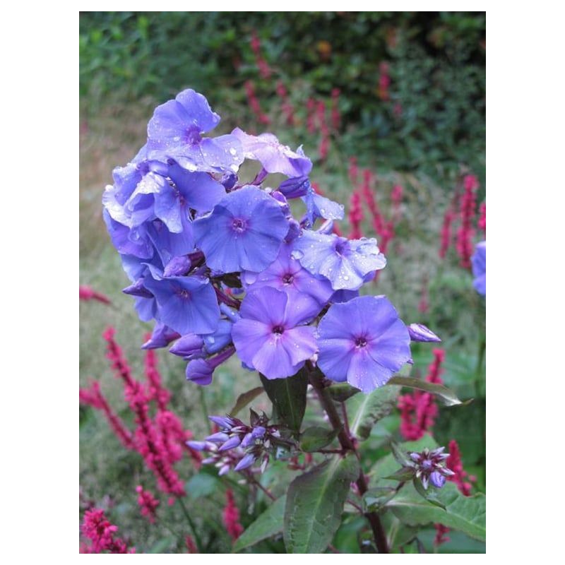 Phlox Amethyst